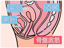 骨盤臓器脱とは？